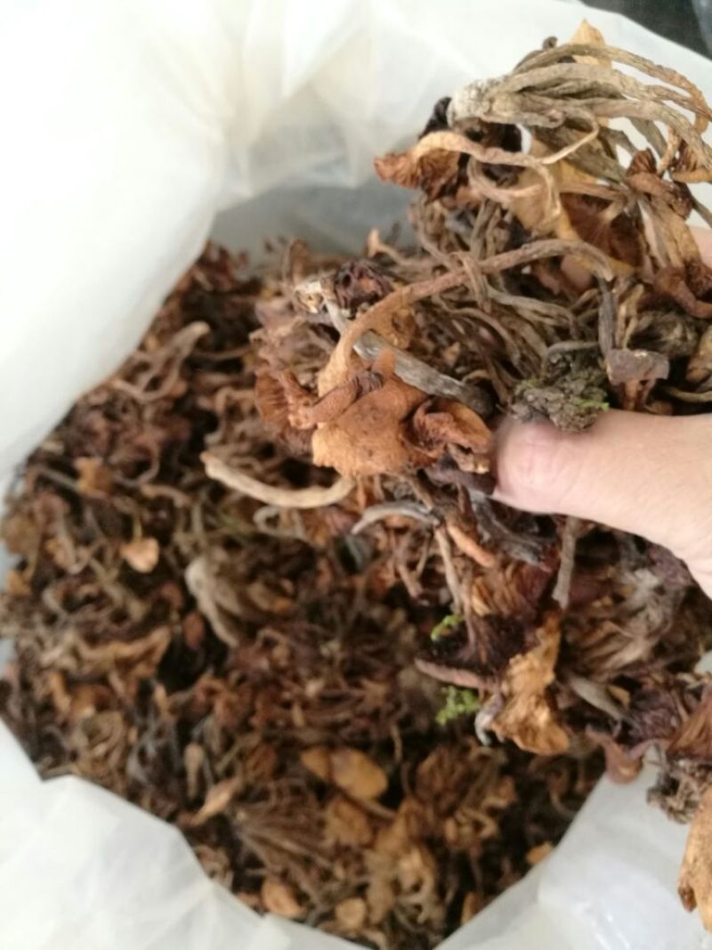 【特惠】树秋菌食用菌量大从优欢迎老板咨询下单