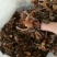 【特惠】树秋菌食用菌量大从优欢迎老板咨询下单