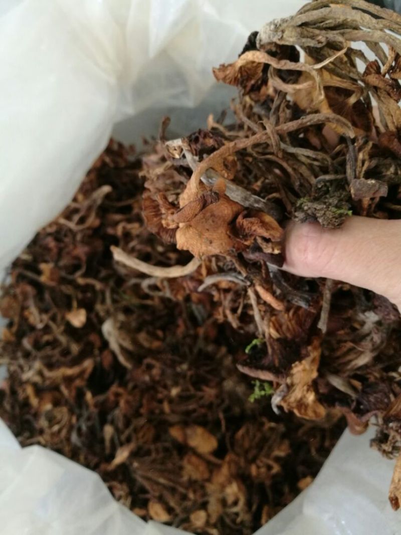【特惠】树秋菌食用菌量大从优欢迎老板咨询下单