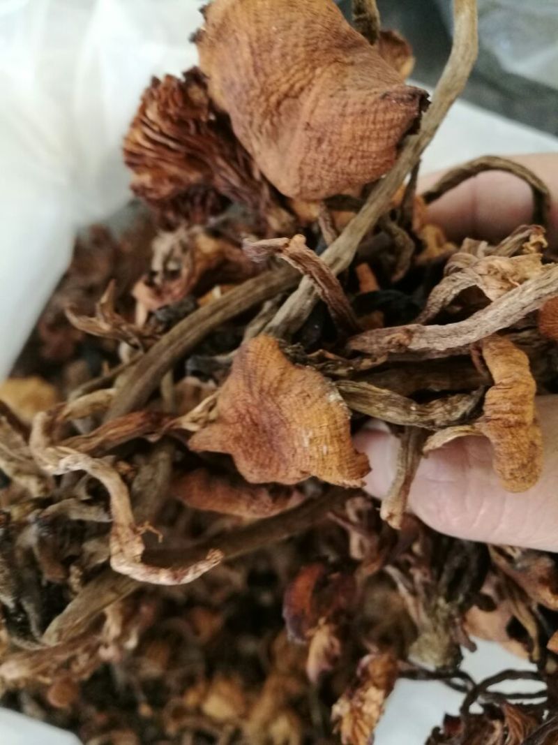 【特惠】树秋菌食用菌量大从优欢迎老板咨询下单