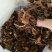 【特惠】树秋菌食用菌量大从优欢迎老板咨询下单