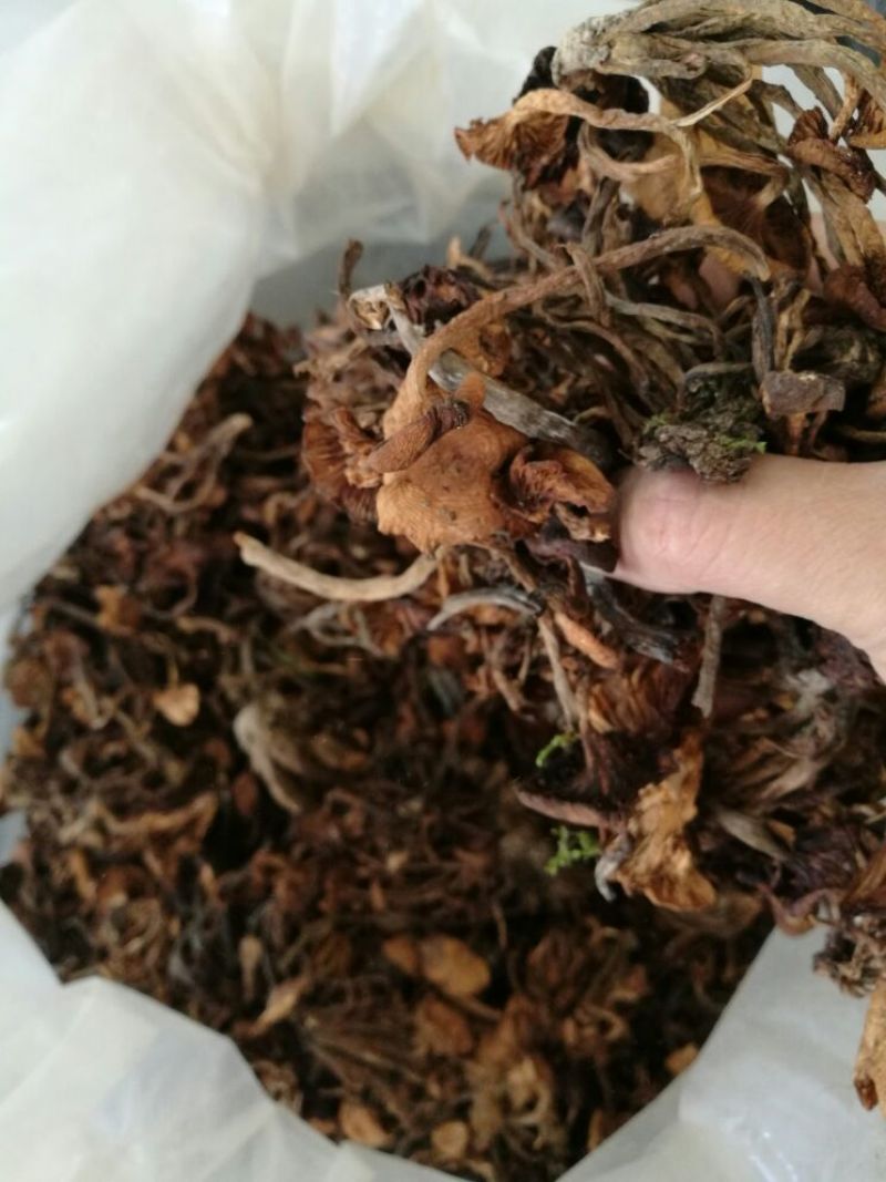 【特惠】树秋菌食用菌量大从优欢迎老板咨询下单