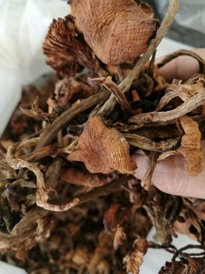 【特惠】树秋菌食用菌量大从优欢迎老板咨询下单