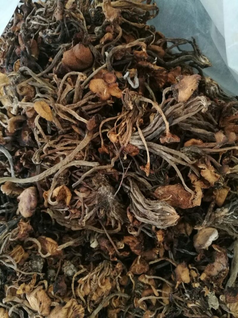 【特惠】树秋菌食用菌量大从优欢迎老板咨询下单