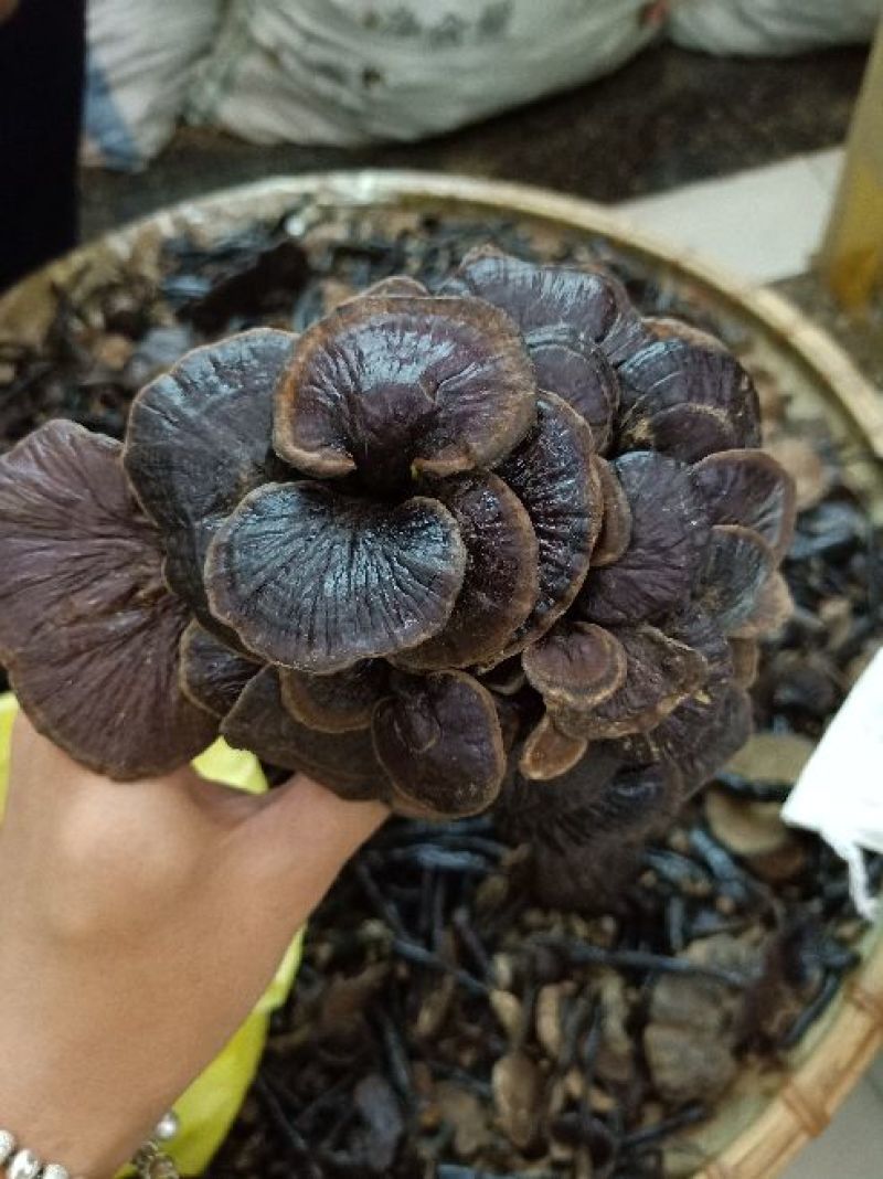 野生竹灵芝