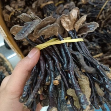 野生竹灵芝