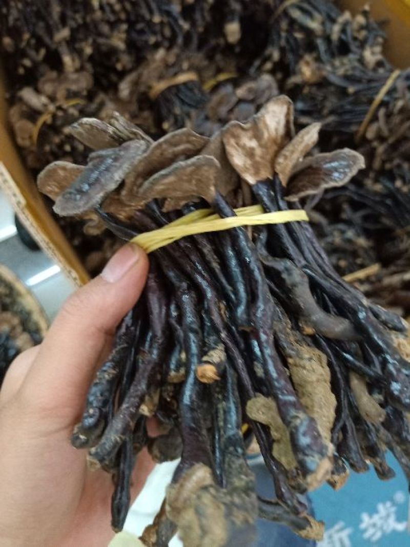 野生竹灵芝