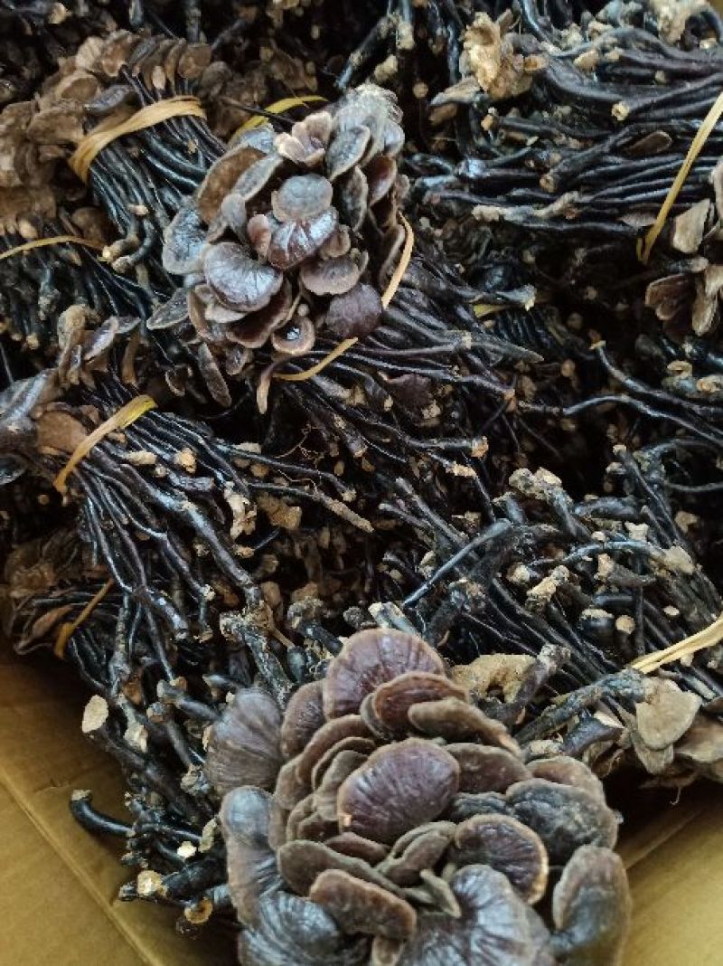 野生竹灵芝