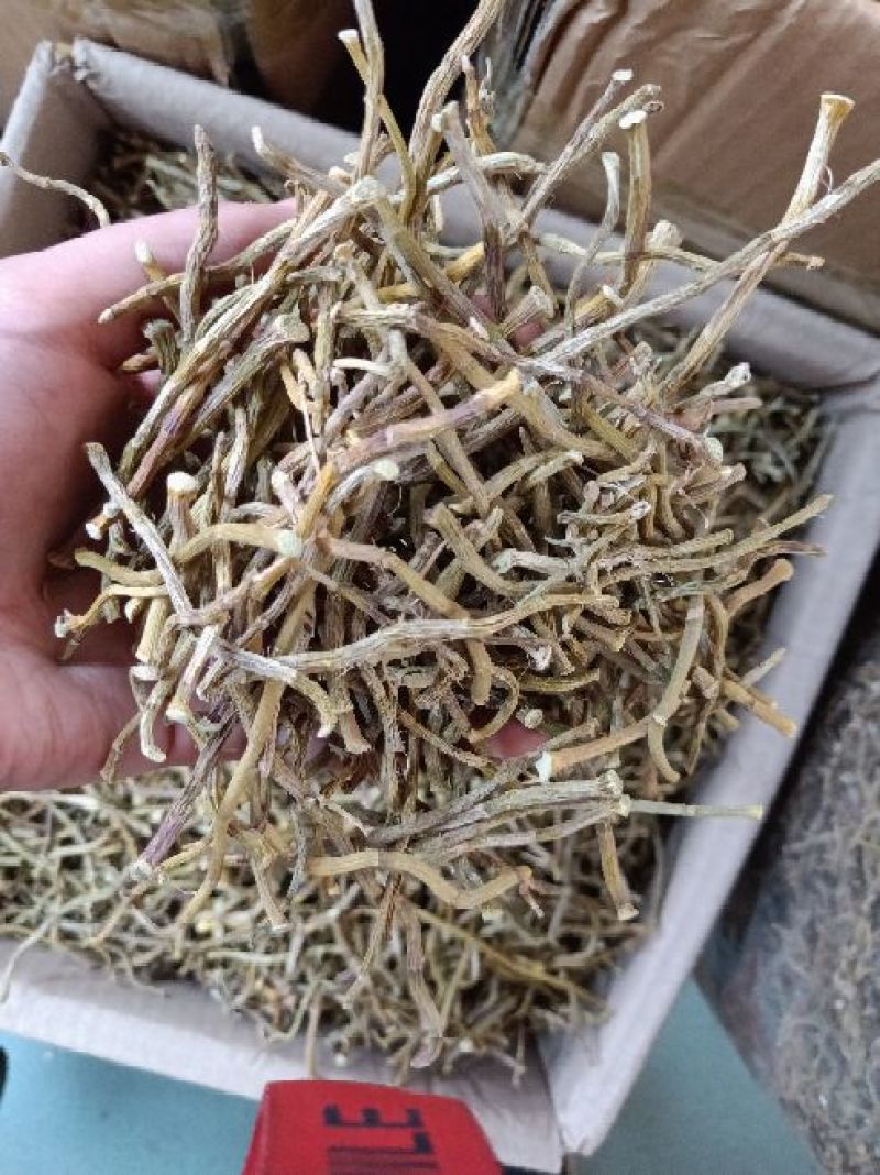 铁皮石斛条