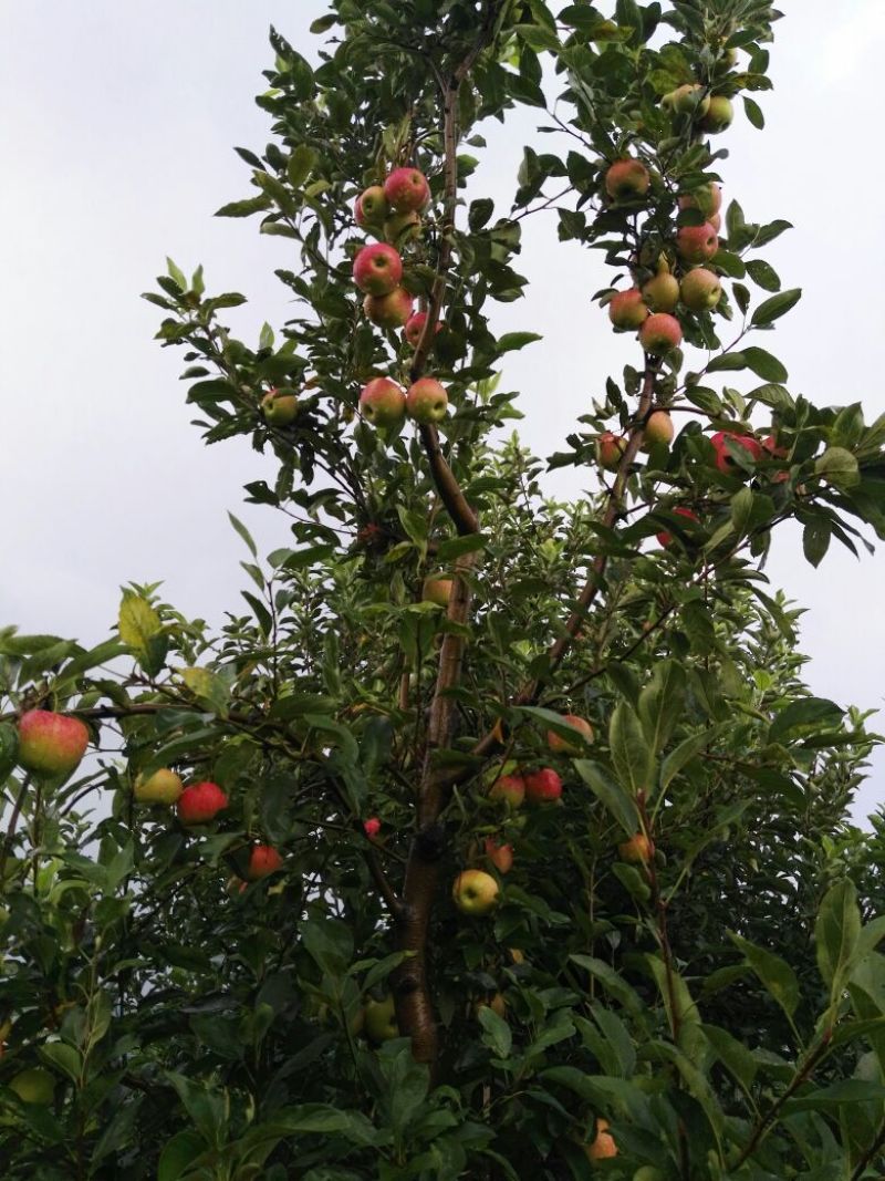 山东临沂早熟苹果秦阳苹果