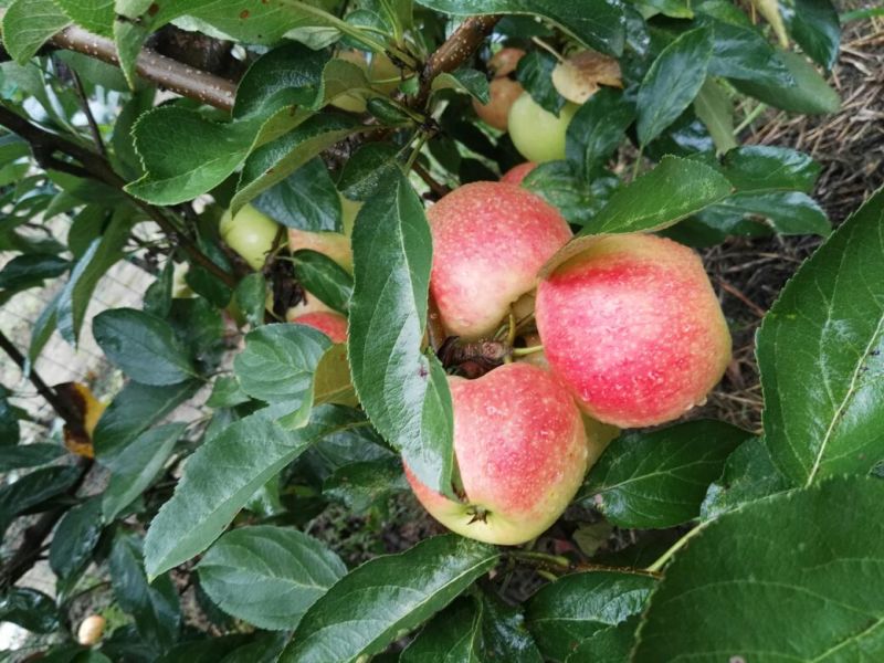 山东临沂早熟苹果秦阳苹果