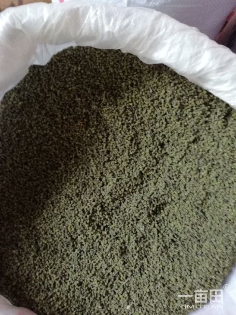 长期代理优质中花吴茱萸