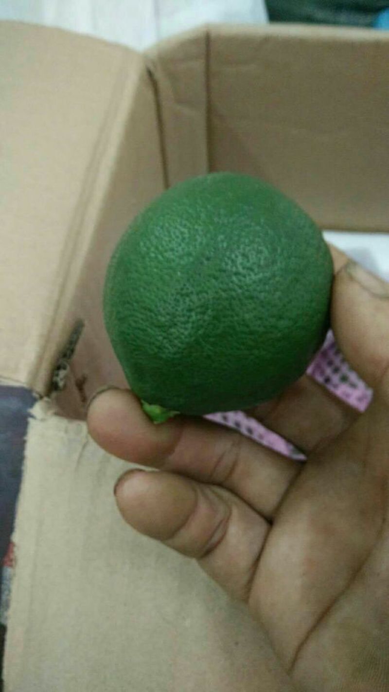 尤力克青果！北京青果