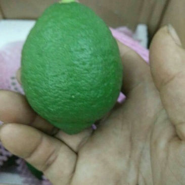 尤力克青果！北京青果