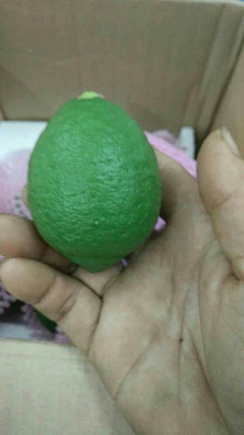 尤力克青果！北京青果