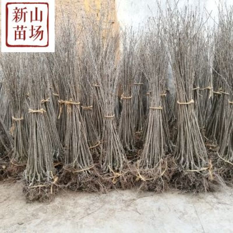 红妃樱桃苗樱桃树苗红妃苗玛瑙红新品种南方小樱桃苗