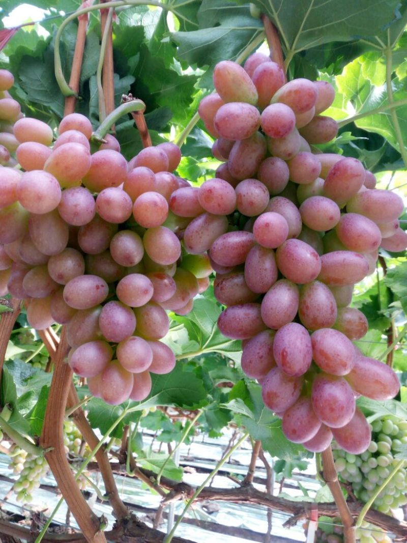 葡萄