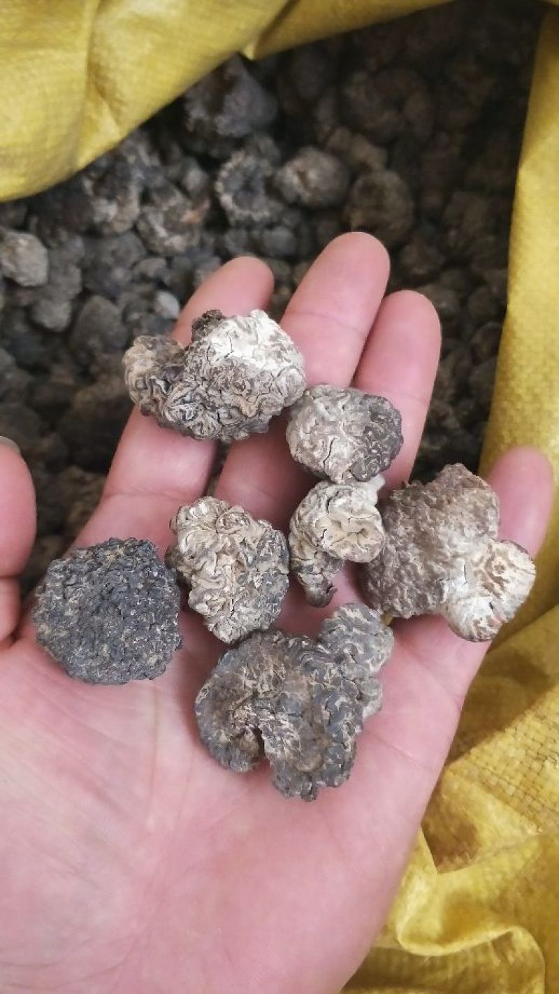 猴脑菇核桃菌核桃菌猴脑菇特色农产品质量