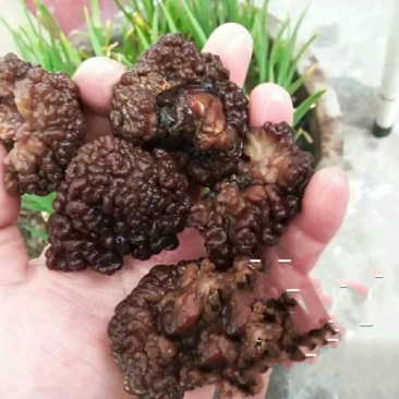 猴脑菇核桃菌核桃菌猴脑菇特色农产品质量