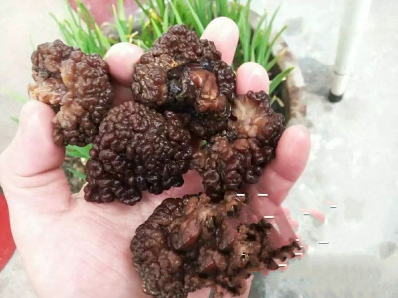 猴脑菇核桃菌核桃菌猴脑菇特色农产品质量