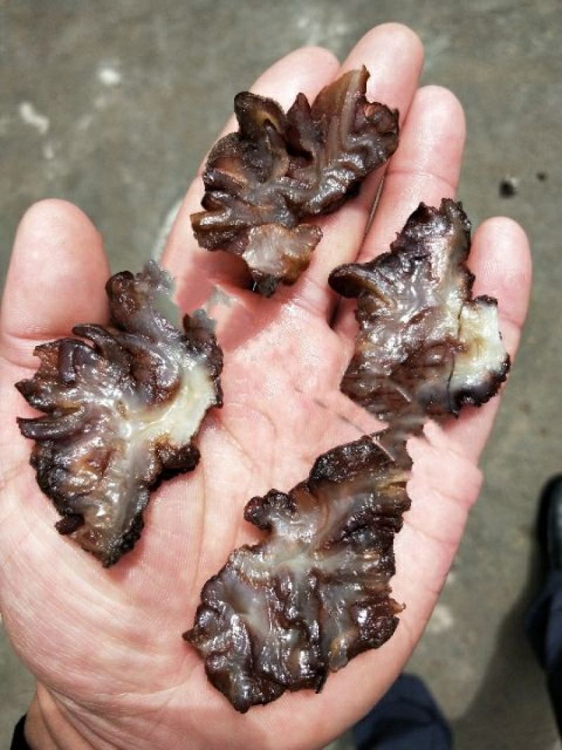 猴脑菇核桃菌核桃菌猴脑菇特色农产品质量