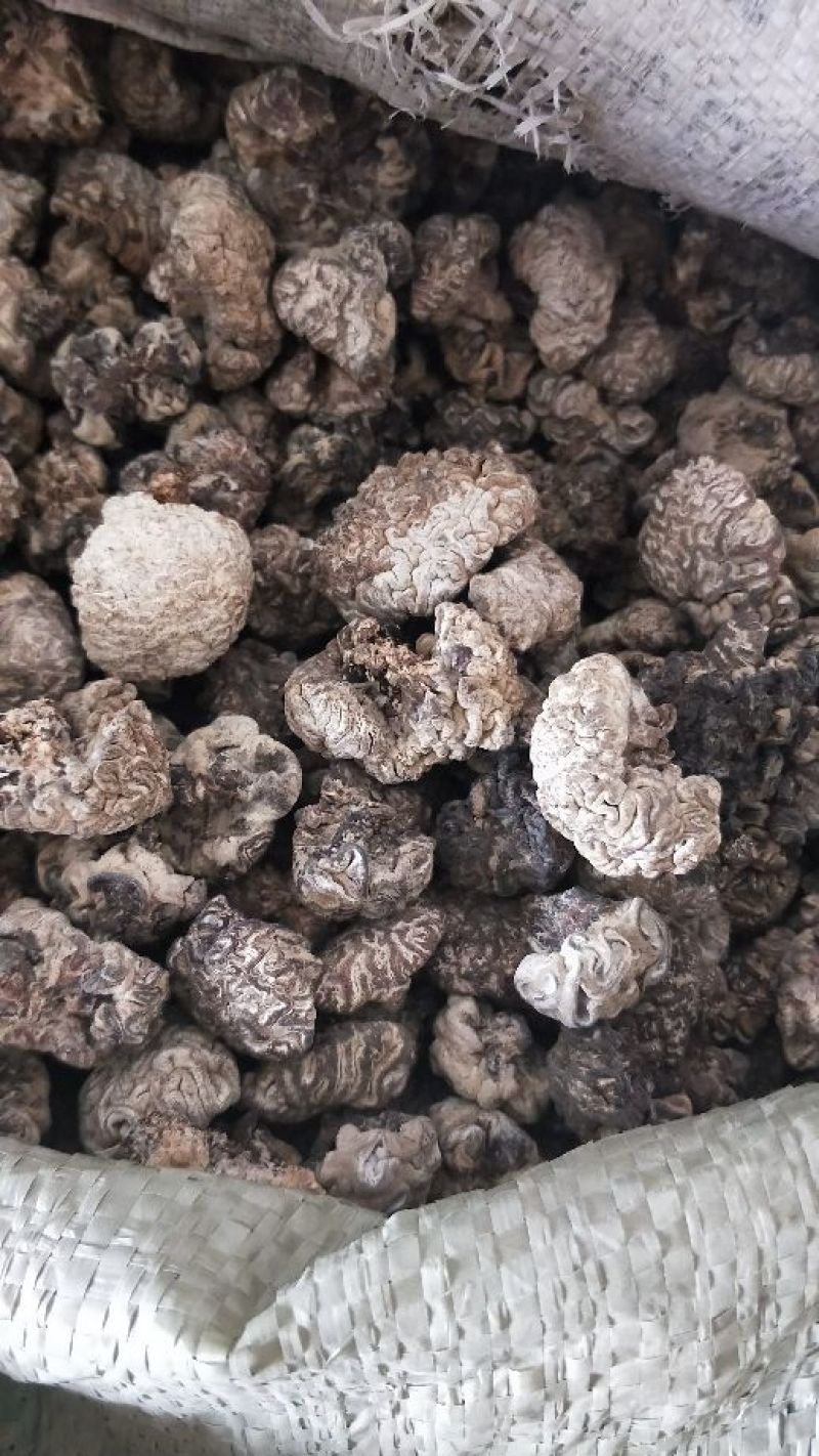 猴脑菇核桃菌核桃菌猴脑菇特色农产品质量
