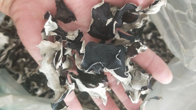 木耳丝白背黑木耳丝拉面木耳丝味千拉面阿香拉面丝