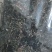 木耳丝白背黑木耳丝拉面木耳丝味千拉面阿香拉面丝