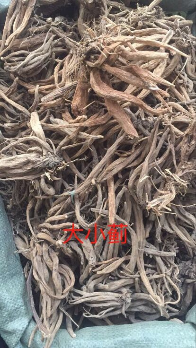 大蓟。中药材野生品种。