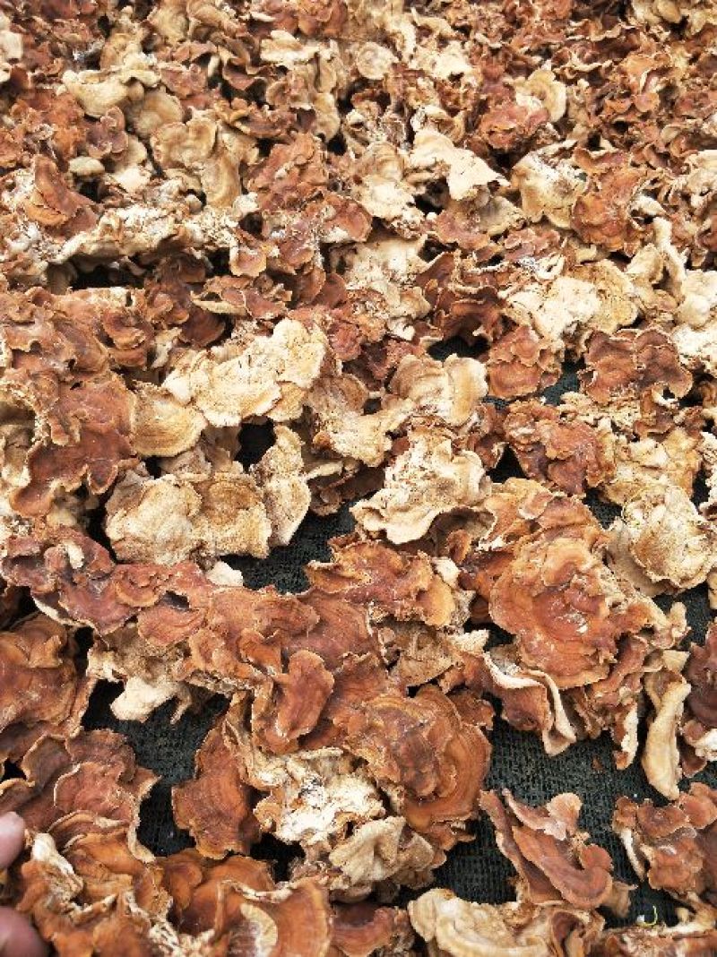 榆耳，干榆耳，山东榆耳，济宁榆耳，基地榆耳，好榆耳代收