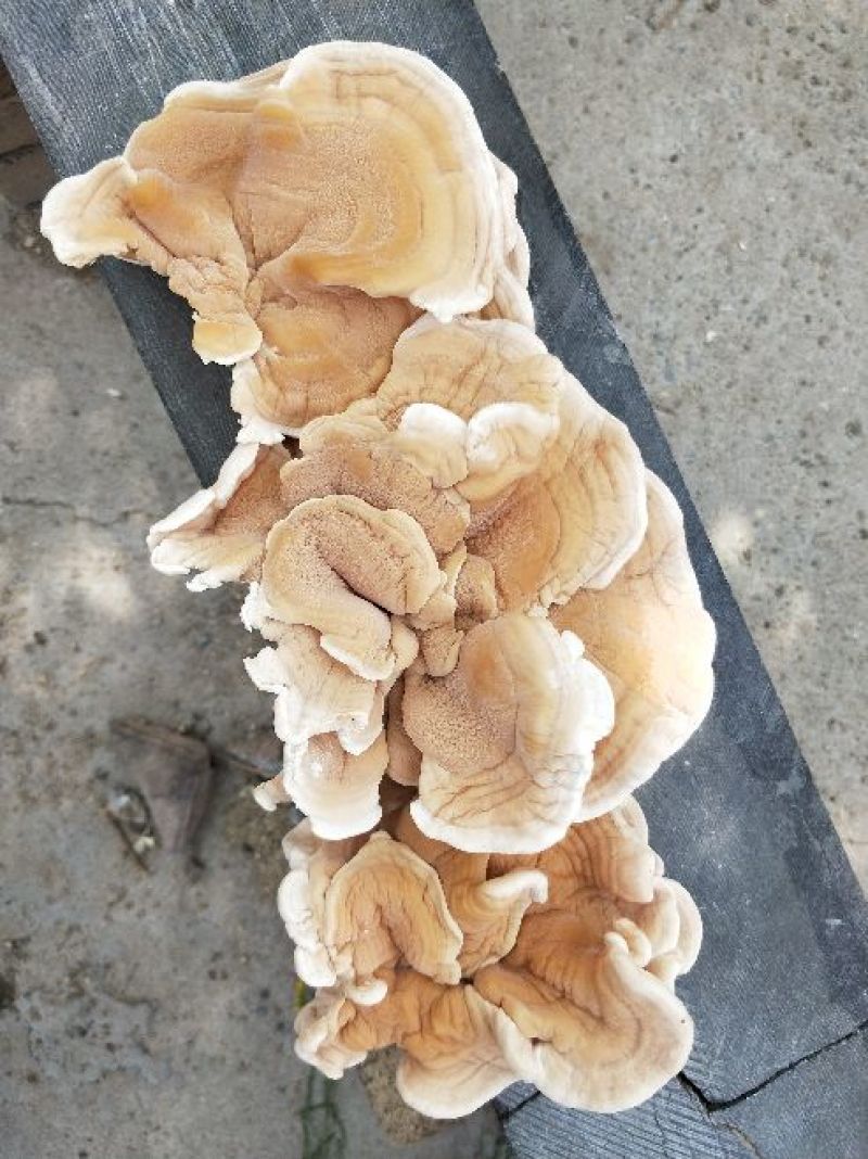 榆耳，干榆耳，山东榆耳，济宁榆耳，基地榆耳，好榆耳代收