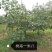 正宗哈斯牛油果苗，源于1987年从美国加州引回。表现优良