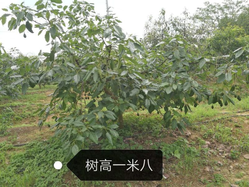 正宗哈斯牛油果苗，源于1987年从美国加州引回。表现优良