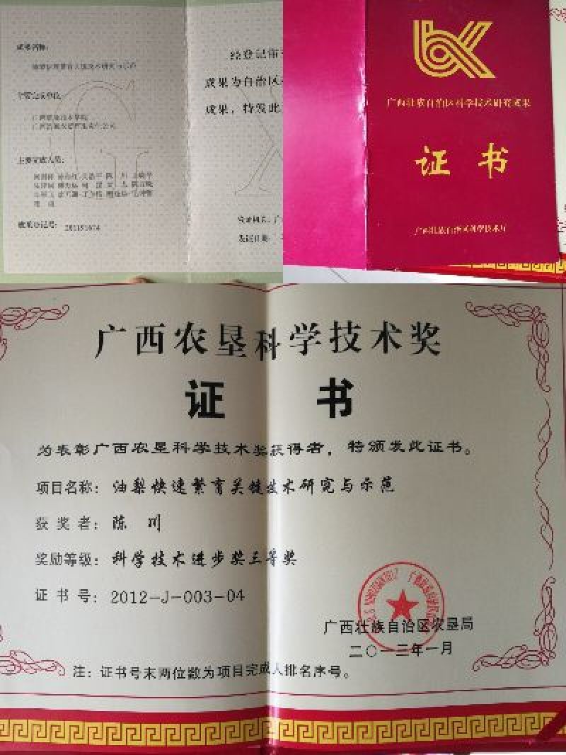 正宗哈斯牛油果苗，源于1987年从美国加州引回。表现优良