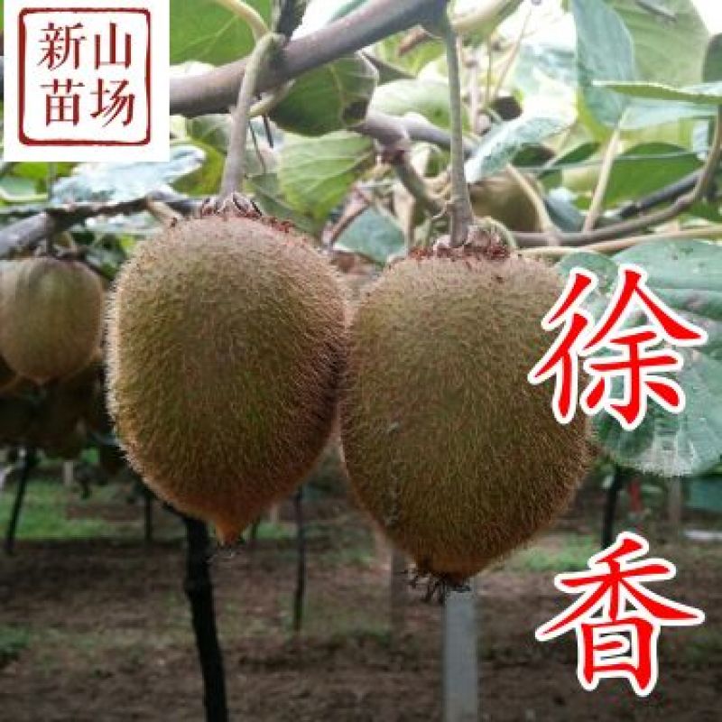徐香猕猴桃苗猕猴桃树苗新品种江山猕猴桃嫁接猕猴桃苗