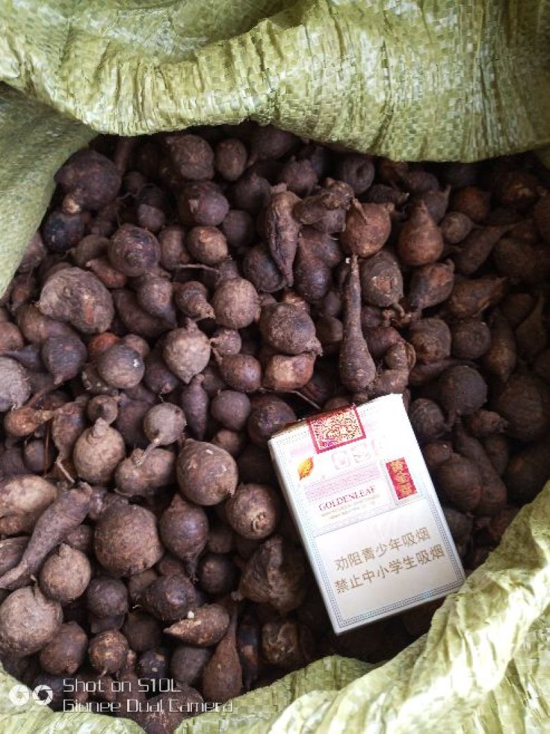 鸡头暑，