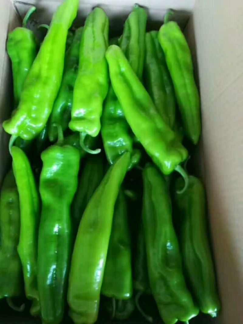 牛角,羊角，厚，中厚，薄皮，螺丝椒