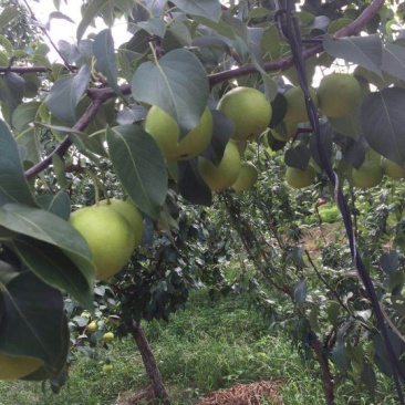 京白梨
