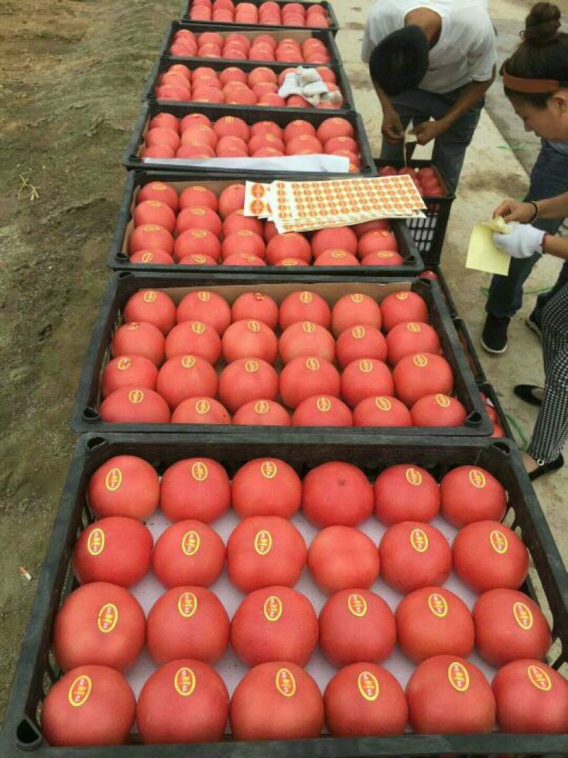 各种西红柿，质量好，价格低廉