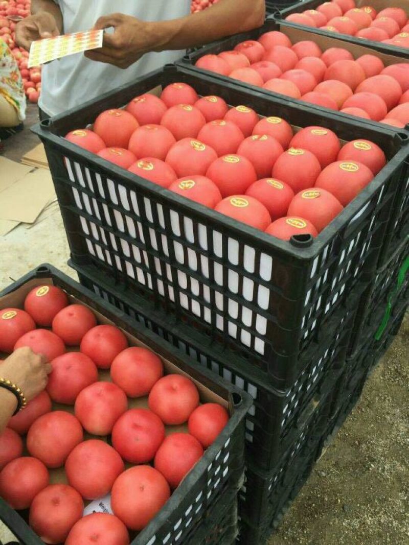 各种西红柿，质量好，价格低廉