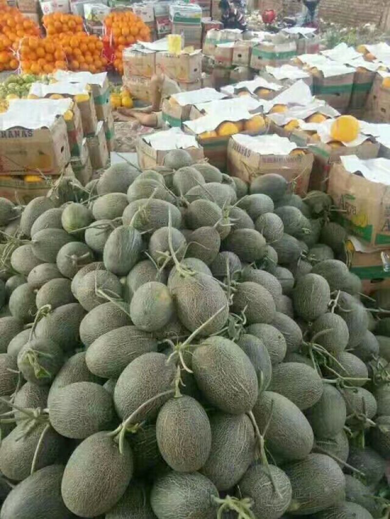 西州蜜瓜，晓蜜25号哈密瓜质量好，价格便宜