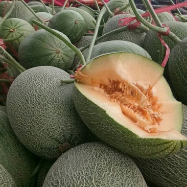 西州蜜瓜，晓蜜25号哈密瓜质量好，价格便宜