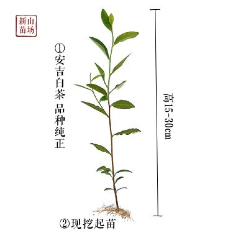 安吉白茶苗茶叶苗茶树苗极白奶白白叶一号白茶苗