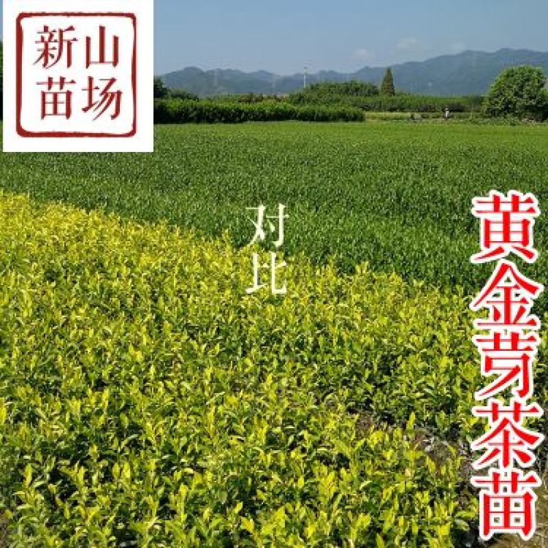 黄金芽茶苗茶叶苗黄金叶黄金甲茶树苗黄茶叶苗