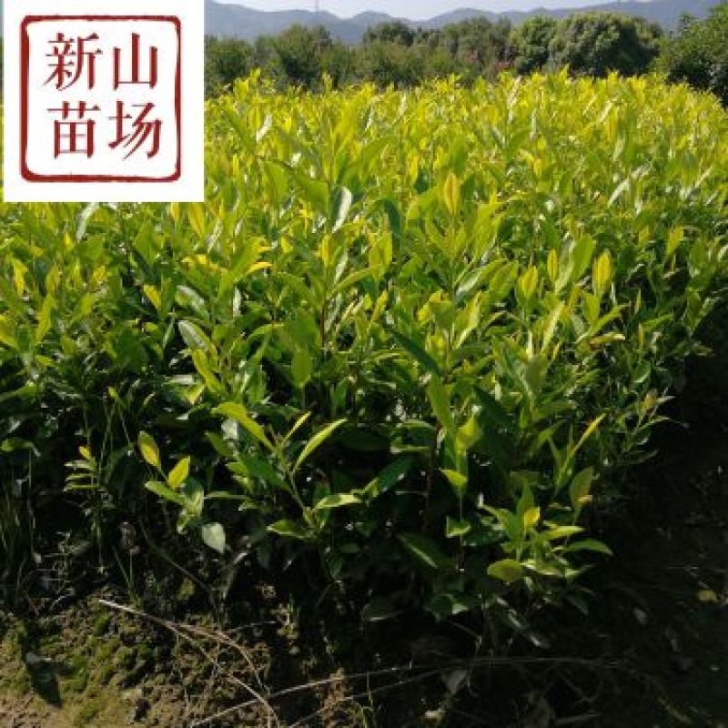 黄金芽茶苗茶叶苗黄金叶黄金甲茶树苗黄茶叶苗