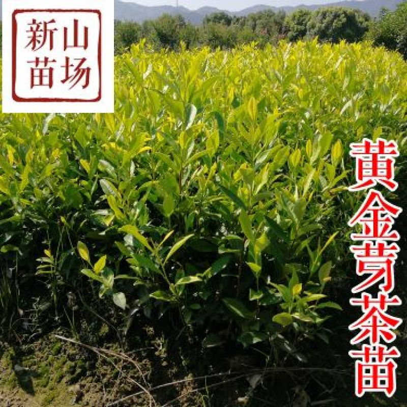 黄金芽茶苗茶叶苗黄金叶黄金甲茶树苗黄茶叶苗