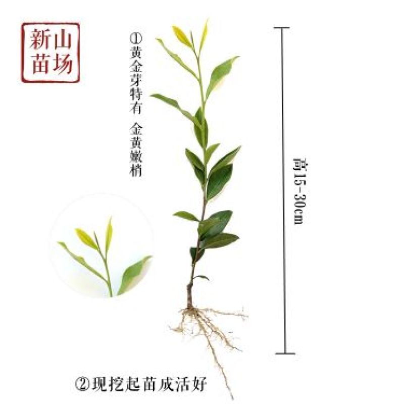 黄金芽茶苗茶叶苗黄金叶黄金甲茶树苗黄茶叶苗