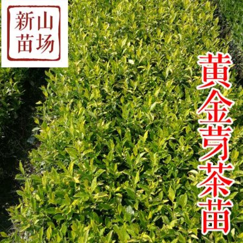 黄金芽茶苗茶叶苗黄金叶黄金甲茶树苗黄茶叶苗