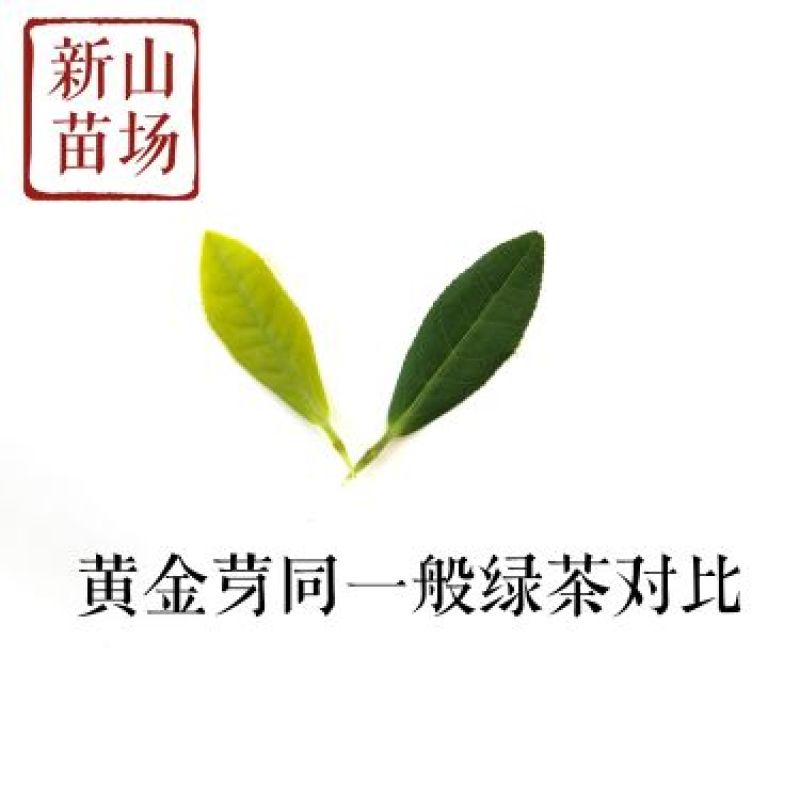 黄金芽茶苗茶叶苗黄金叶黄金甲茶树苗黄茶叶苗