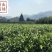 龙井43茶苗绿茶树苗茶叶苗龙井43号茶苗群体种